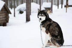 Лайка в rovaniemi Финляндии стоковое изображение rf Лайка в rovaniemi Финляндии стоковое изображение rf