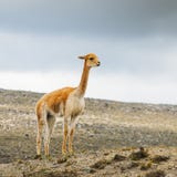 Лама одомашниванный юг - американское camelid, широко используемое как мясо и животное пакета андийскими культурами с Пре-колумби стоковое фото Лама одомашниванный юг - американское camelid, широко используемое как мясо и животное пакета андийскими культурами с Пре-колумби стоковое фото