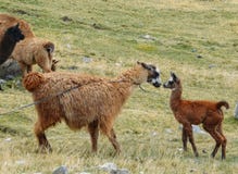 Лама одомашниванный юг - американское camelid, широко используемое как мясо и животное пакета андийскими культурами стоковая фотография rf Лама одомашниванный юг - американское camelid, широко используемое как мясо и животное пакета андийскими культурами стоковая фотография rf