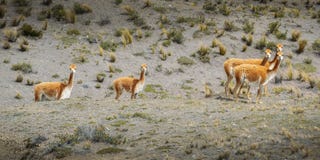 Лама одомашниванный юг - американское camelid, широко используемое как мясо и животное пакета андийскими культурами с Пре-колумби стоковое изображение Лама одомашниванный юг - американское camelid, широко используемое как мясо и животное пакета андийскими культурами с Пре-колумби стоковое изображение