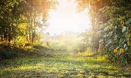 Ландшафт лета, с зеленой травой и деревьями, желтые цветки с небом солнечного света, естественной предпосылкой Стоковое фото RF Ландшафт лета, с зеленой травой и деревьями, желтые цветки с небом солнечного света, естественной предпосылкой Стоковое фото RF