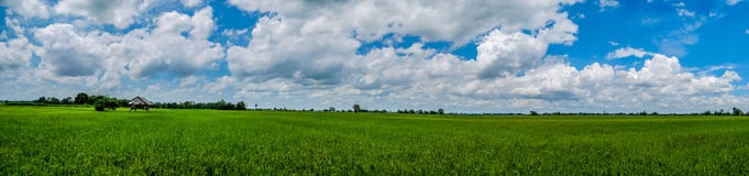 Ландшафт панорамы Хата и сочный рис жасмина полей зеленого цвета стоковое изображение rf Ландшафт панорамы Хата и сочный рис жасмина полей зеленого цвета стоковое изображение rf