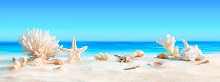 Ландшафт с seashells на тропическом пляже стоковое изображение rf Ландшафт с seashells на тропическом пляже стоковое изображение rf