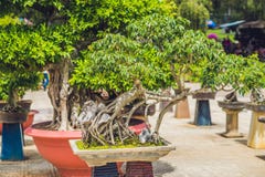Ландшафт бонзаев и Penjing с миниатюрным вечнозеленым деревом в подносе стоковое фото Ландшафт бонзаев и Penjing с миниатюрным вечнозеленым деревом в подносе стоковое фото
