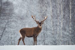 Ландшафт живой природы рождества сценарный с красными благородными оленями и падая снежинками Взрослый Cervus Elaphus оленей, Cer стоковые изображения rf Ландшафт живой природы рождества сценарный с красными благородными оленями и падая снежинками Взрослый Cervus Elaphus оленей, Cer стоковые изображения rf