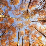 Ландшафт квадрата красивый естественный с взглядом от дна стоковые изображения Ландшафт квадрата красивый естественный с взглядом от дна стоковые изображения