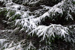 Ландшафт леса зимы покрытый с белым пушистым снегом стоковые фото Ландшафт леса зимы покрытый с белым пушистым снегом стоковые фото