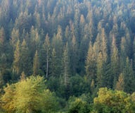 Ландшафт леса на горном склоне гор Карпатов, западной Украине Ели, сосна и лиственница на холме Украинец одичалый стоковые фото Ландшафт леса на горном склоне гор Карпатов, западной Украине Ели, сосна и лиственница на холме Украинец одичалый стоковые фото