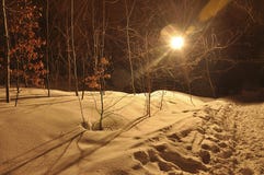 Ландшафт ночи зимы с лесом с желтыми листьями, предусматриванными с мягким снегом и цвета свет лучами стоковые изображения rf Ландшафт ночи зимы с лесом с желтыми листьями, предусматриванными с мягким снегом и цвета свет лучами стоковые изображения rf