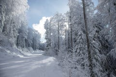 Ландшафт снежного леса в солнечном дне стоковые фотографии rf Ландшафт снежного леса в солнечном дне стоковые фотографии rf