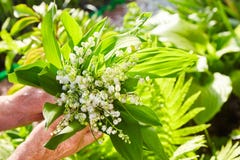 Ландыш, лилия долины, majalis Convallaria стоковое изображение rf Ландыш, лилия долины, majalis Convallaria стоковое изображение rf