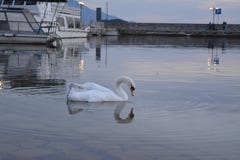 Лебедь в озере Ohrid на заходе солнца стоковые изображения Лебедь в озере Ohrid на заходе солнца стоковые изображения