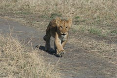 Лев CubPanthera Лео Simba в ходе языка суахилей, который нужно уловить вверх с членами семьи Стоковые Изображения Лев CubPanthera Лео Simba в ходе языка суахилей, который нужно уловить вверх с членами семьи Стоковые Изображения
