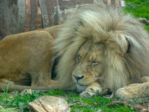 Лев король животных отдыхает стоковая фотография rf Лев король животных отдыхает стоковая фотография rf