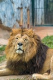 Лев спать посмотрел кругом стоковые изображения Лев спать посмотрел кругом стоковые изображения