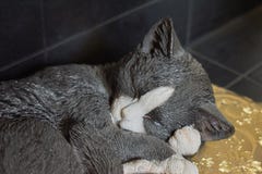 Лежать кота фарфора крупного плана прелестный черно-белый спать завитый вверх на золотом валике стоковое фото Лежать кота фарфора крупного плана прелестный черно-белый спать завитый вверх на золотом валике стоковое фото