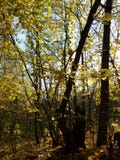 Лес осени на ясный солнечный день стоковые фото Лес осени на ясный солнечный день стоковые фото