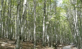 Лес после дождя весной лес после того как дождь весной был искупан и чист стоковая фотография rf Лес после дождя весной лес после того как дождь весной был искупан и чист стоковая фотография rf