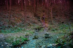 Лес тайны в вечере стоковая фотография rf Лес тайны в вечере стоковая фотография rf
