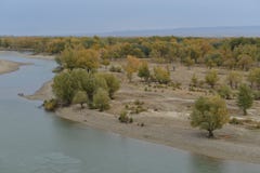 Леса тополя Евфрата около Иртыша в Синьцзян Китае стоковая фотография rf Леса тополя Евфрата около Иртыша в Синьцзян Китае стоковая фотография rf