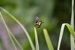 Летание Dragonfly, который нужно зацеплять трава стоковые фотографии rf Летание Dragonfly, который нужно зацеплять трава стоковые фотографии rf