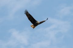 Летание белоголового орлана с рыбой в нем talons стоковое изображение rf Летание белоголового орлана с рыбой в нем talons стоковое изображение rf