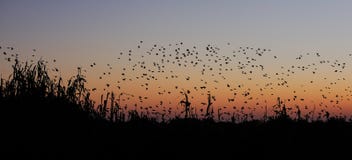 Летание роя quelea Redbilled на небе захода солнца стоковое фото rf Летание роя quelea Redbilled на небе захода солнца стоковое фото rf