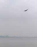 летать solo стоковые фото летать solo стоковые фото