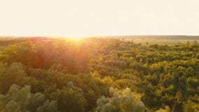 Летать над делать видеосъемку деревьев на зоре - воздушный Летать над делать видеосъемку деревьев на зоре - воздушный