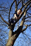 4 - летний мальчик на дереве имеет проблему, который нужно прийти вниз от дерева стоковые фото 4 - летний мальчик на дереве имеет проблему, который нужно прийти вниз от дерева стоковые фото