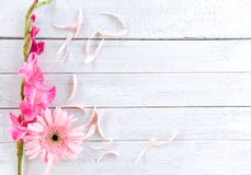Лето и лепесток весны цветка гладиолуса пинка Gerbera украшают на белой деревянной предпосылке стоковое изображение rf Лето и лепесток весны цветка гладиолуса пинка Gerbera украшают на белой деревянной предпосылке стоковое изображение rf