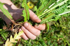 Лето работает в саде Засорители weeding стоковое фото rf Лето работает в саде Засорители weeding стоковое фото rf