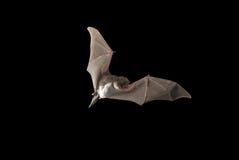 Летучая мышь согнула общее schreibersii Miniopterus, летая в пещеру, с стоковое изображение rf Летучая мышь согнула общее schreibersii Miniopterus, летая в пещеру, с стоковое изображение rf