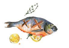 Лещ моря рыб акварели сваренный с куском лимона и розмаринового масла на белой предпосылке бесплатная иллюстрация Лещ моря рыб акварели сваренный с куском лимона и розмаринового масла на белой предпосылке бесплатная иллюстрация