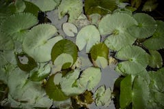 Лилия воды выходит плавать на воду пруда стоковое фото Лилия воды выходит плавать на воду пруда стоковое фото