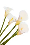 лилия изолированная calla стоковое изображение rf лилия изолированная calla стоковое изображение rf