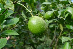 Лимоны зрея на дереве лимона стоковая фотография rf Лимоны зрея на дереве лимона стоковая фотография rf