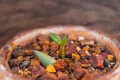 Лист бутона небольшого суккулентного завода растя на гравии laterite стоковое изображение rf Лист бутона небольшого суккулентного завода растя на гравии laterite стоковое изображение rf