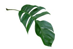 Лист завода Monstera, тропическая вечнозеленая лоза изолированная на белой предпосылке стоковая фотография rf Лист завода Monstera, тропическая вечнозеленая лоза изолированная на белой предпосылке стоковая фотография rf