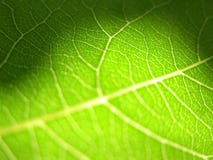 листья 3 крупных планов зеленые листья 3 крупных планов зеленые