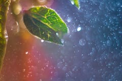 Листья макроса с падениями Резюмируйте предпосылку bokeh стоковая фотография rf Листья макроса с падениями Резюмируйте предпосылку bokeh стоковая фотография rf