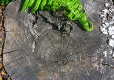 Листья папоротника на деревянной предпосылке стоковые изображения Листья папоротника на деревянной предпосылке стоковые изображения