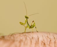 Личинка mantis Mantis нимфы, растущее насекомое стоковое фото Личинка mantis Mantis нимфы, растущее насекомое стоковое фото