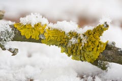Лишайники на дереве стоковое изображение Лишайники на дереве стоковое изображение