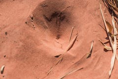 Ловушки насекомого в песке стоковое фото rf Ловушки насекомого в песке стоковое фото rf
