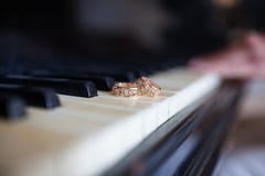 Ложь обручальных колец на ключах рояля стоковые фото Ложь обручальных колец на ключах рояля стоковые фото