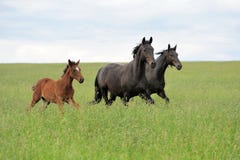 Лошадь стоковое изображение Лошадь стоковое изображение
