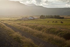 лошади icelandic стоковая фотография лошади icelandic стоковая фотография