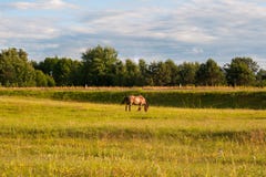2 лошади в коричневом цвете есть травы на лужайке с зеленым деревом на предпосылке стоковые фото 2 лошади в коричневом цвете есть травы на лужайке с зеленым деревом на предпосылке стоковые фото
