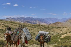 Лошади и ослы нося тяжелые товары в горах Гималаев, долине Markha, Ladakh, Индии стоковое фото rf Лошади и ослы нося тяжелые товары в горах Гималаев, долине Markha, Ladakh, Индии стоковое фото rf